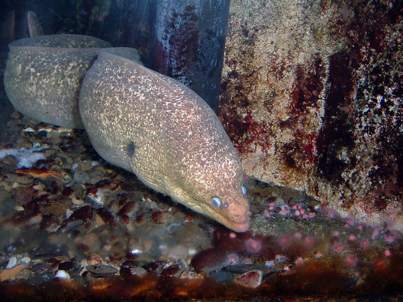 California Moray Eel (Gymnothorax mordax).jpg