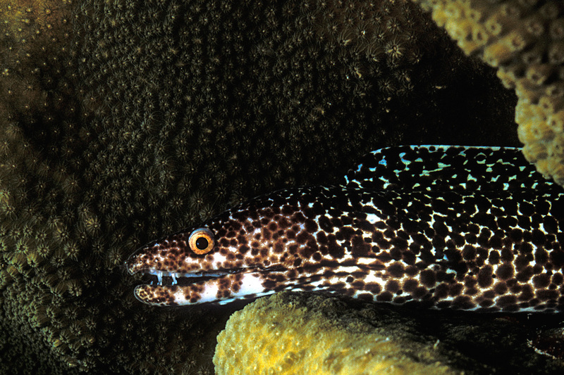 Gymnothorax moringa-spotted moray eel.jpg