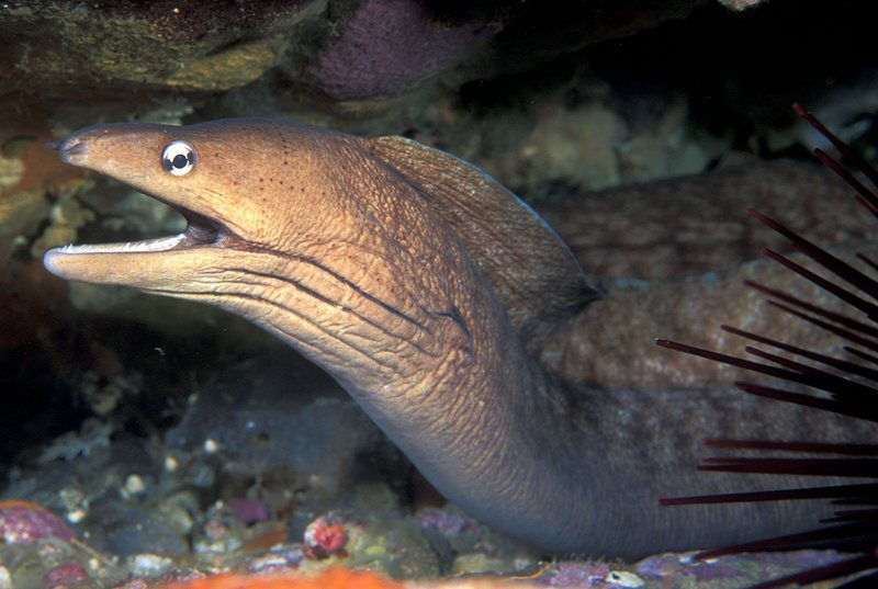 Gymnothorax nubilus (Grey moray eel).jpg
