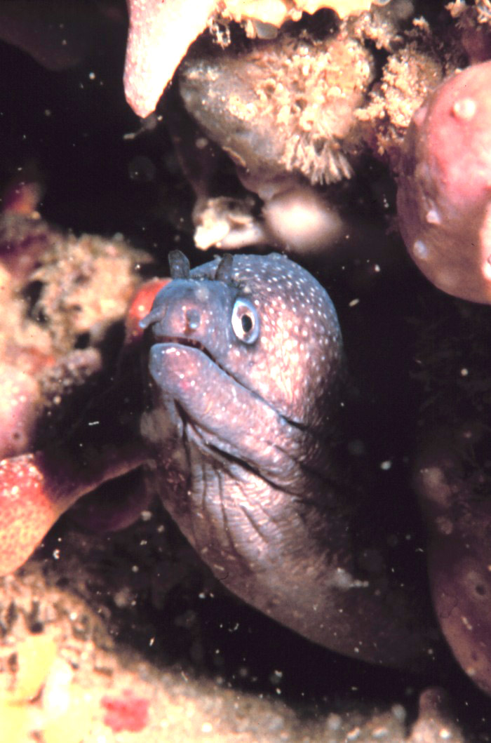 Reticulated moray eel-Polygon Moray Eel (Gymnothorax polygonius).jpg