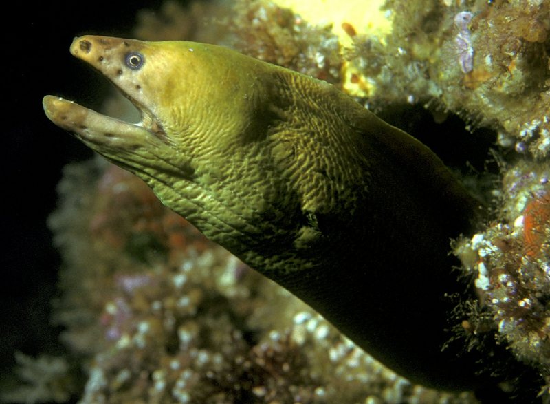 Gymnothorax prasinus (Yellow moray eel).jpg