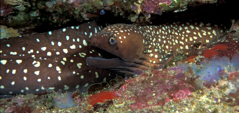 Gymnothorax prionodon (Australian mottled moray eel).jpg