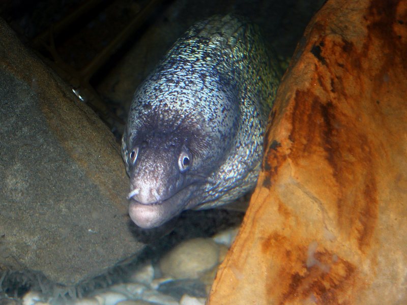 Mor??neh-Undulated Moray Eel (Gymnothorax undulatus).jpg