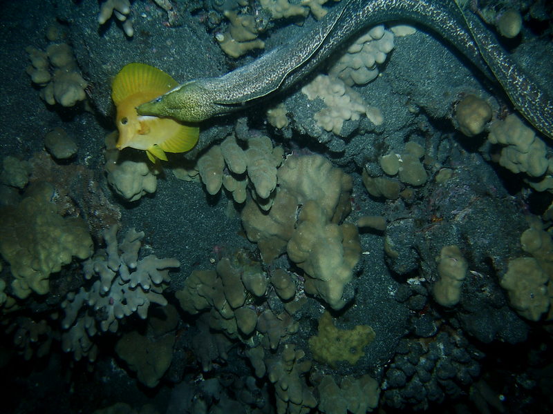 Morray eel eating a butterflyfish-Undulated Moray Eel (Gymnothorax undulatus).jpg