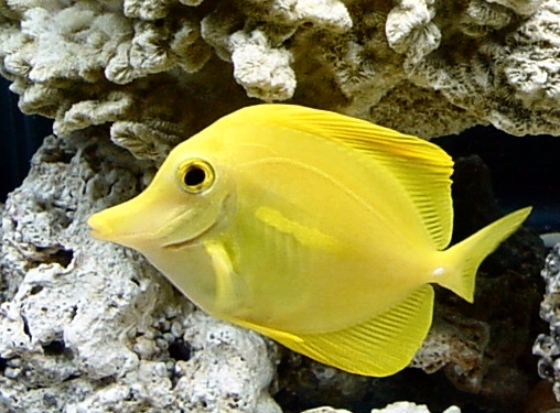 Yellow Tang (Zebrasoma flavescens) taxo.jpg