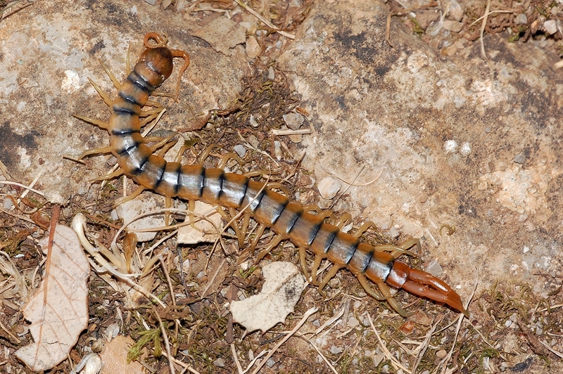 Scolopendra fg01-Megarian Banded Centipede (Scolopendra cingulata.jpg