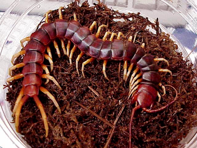 Amazonian Giant Centipede (Scolopendra gigantea).jpg