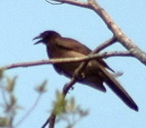 Brown Jay (Cyanocorax morio).jpg