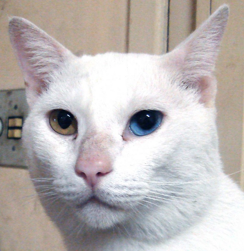 Motoki 01713 Shiro-Odd-eyed Cat.jpg