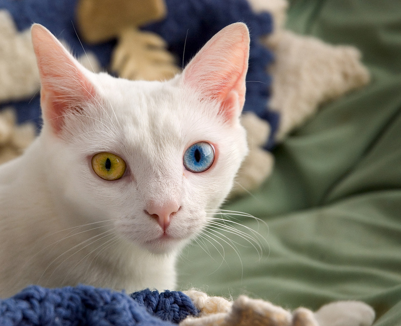 June odd-eyed-cat.jpg