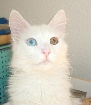 Angoraturco-Odd-eyed Turkish Angora domestic cat.jpg