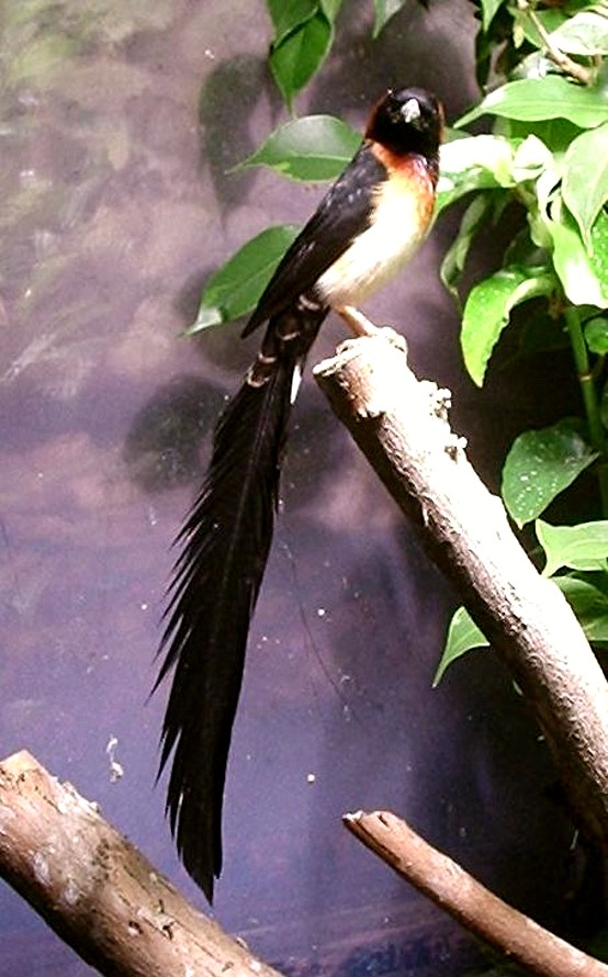 Broad-tailed Paradise-whydah (Vidua obtusa) male.jpg