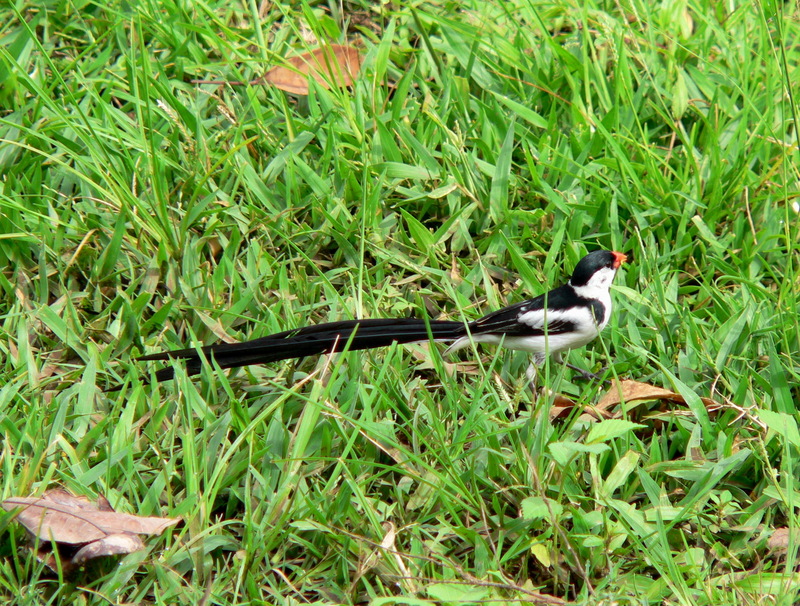 Pin-tailed Whydah (Vidua macroura).jpg