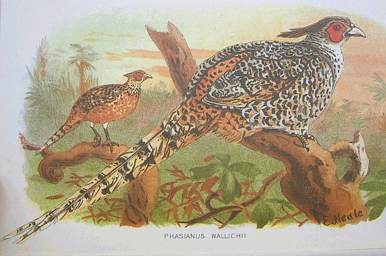 Catreus wallichii hm-Cheer Pheasant (Catreus wallichi).jpg