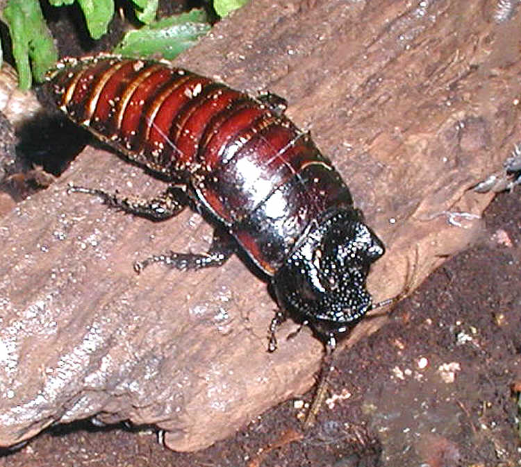 Madagascan.hissing.cockroach.750pix-Madagascar Hissing Cockroach (Gromphadorhina portentosa).jpg