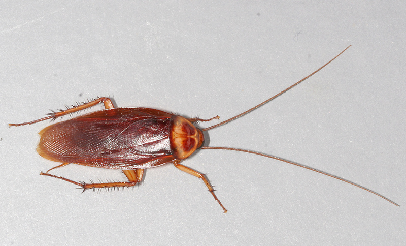 American-cockroach 6661 American Cockroach (Periplaneta americana).jpg