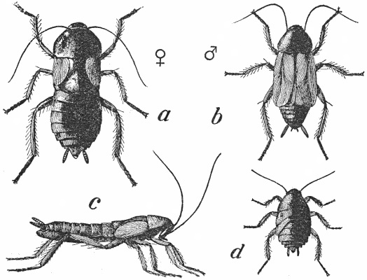 Common Cockroach - Project Gutenberg eText 16410-Oriental Cockroach (Blatta orientalis).jpg