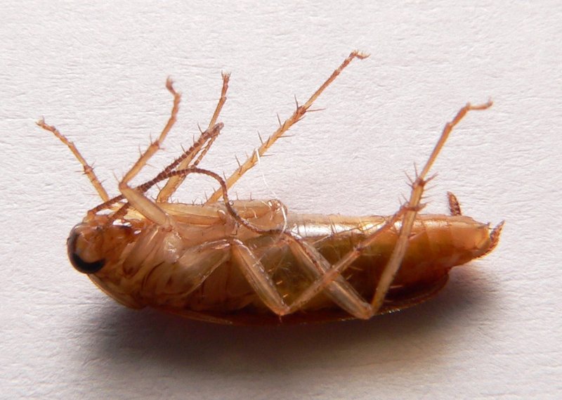 Blatella germanica p1160197-German Cockroach (Blattella germanica).jpg