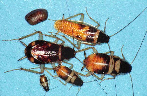 Brown-banded Cockroach (Supella longipalpa).jpg