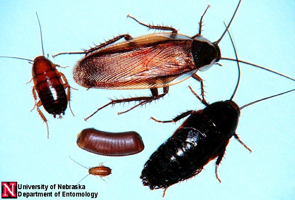 Parcoblattapennsylvanica-Pennsylvania Woods Cockroach (Parcoblatta pennsylvanica).jpg