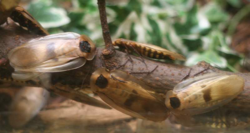 Blaberus giganteus (Buffalo Zoo)-Giant Cockroach.jpg
