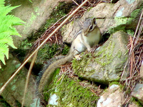다람쥐 Tamias sibiricus asiaticus (Korean Siberian Chipmunk).jpg