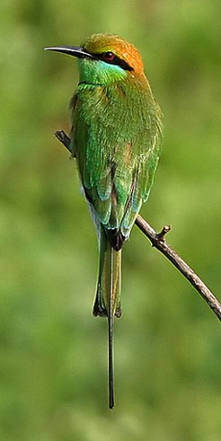 Little Green Bee-eater (Merops orientalis).jpg