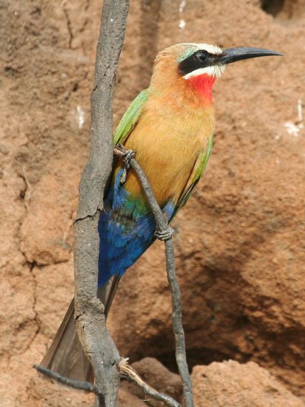 White-Fronted Bee-eater, Merops bullockoides.jpg