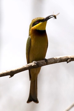 Little Bee-eater (Merops pusillus)-forWiki.jpg