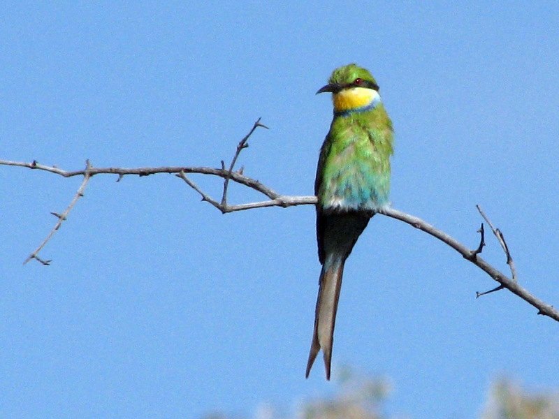 Swallow-tailed Bee-eater (Merops hirundineus).jpg