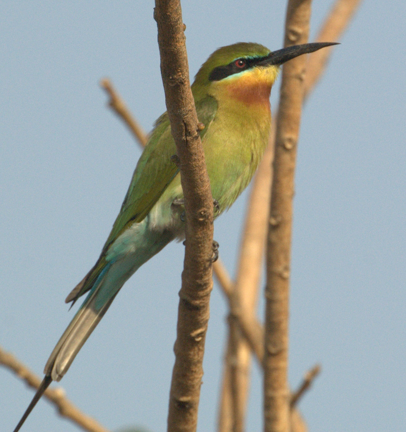 Blue tailed bee eater1-Blue-tailed Bee-eater (Merops philippinus).jpg