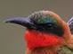 Red-throated Bee-eater (Merops bulocki).jpg