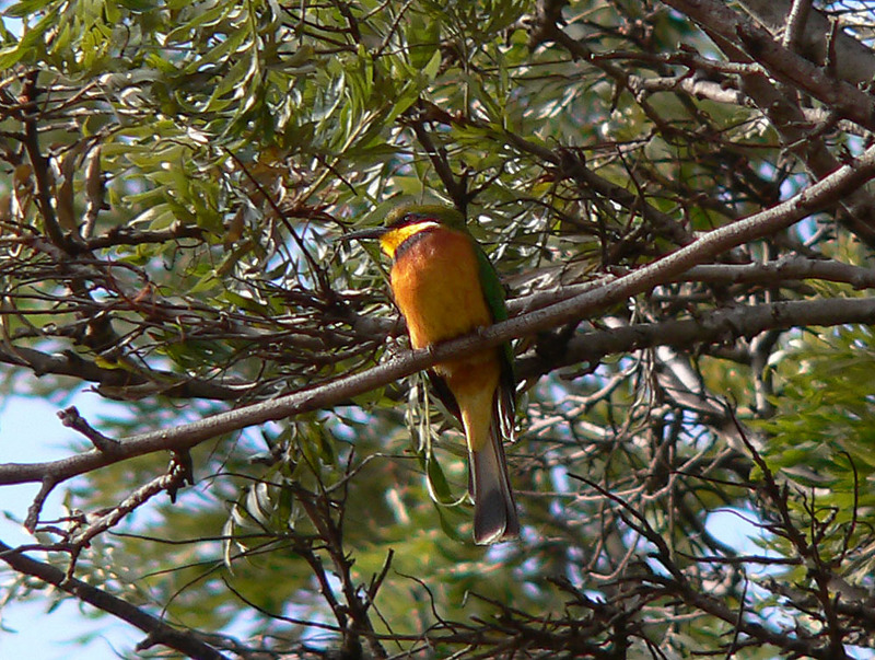 Cinnamon-chested Bee-eater (Merops oreobates).jpg