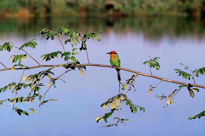 Boehm\'s Bee-eater (Merops boehmi) (atamari).jpg