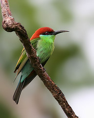 Blue-throated Bee-eater (Merops viridis) thmub.jpg