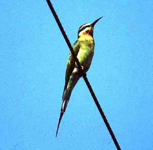 Madagascar Bee-eater (Merops superciliosus).jpg