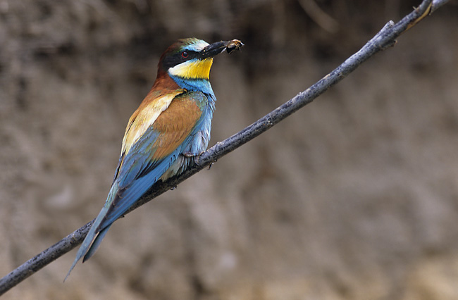 European Bee-eater (Merops apiaster) (Marek Szczepanek).jpg