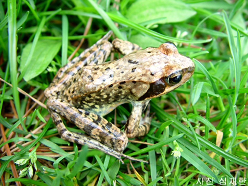 Huanren frog, Rana huanrenensis (계곡산개구리).jpg
