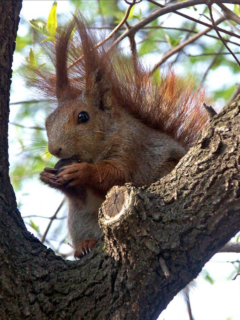 Ab Eurasian Red Squirrel (Sciurus vulgaris).jpg