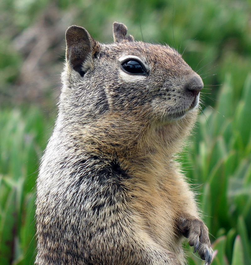 Squirrel In San Simeon-California Ground Squirrel (Spermophilus beecheyi).jpg