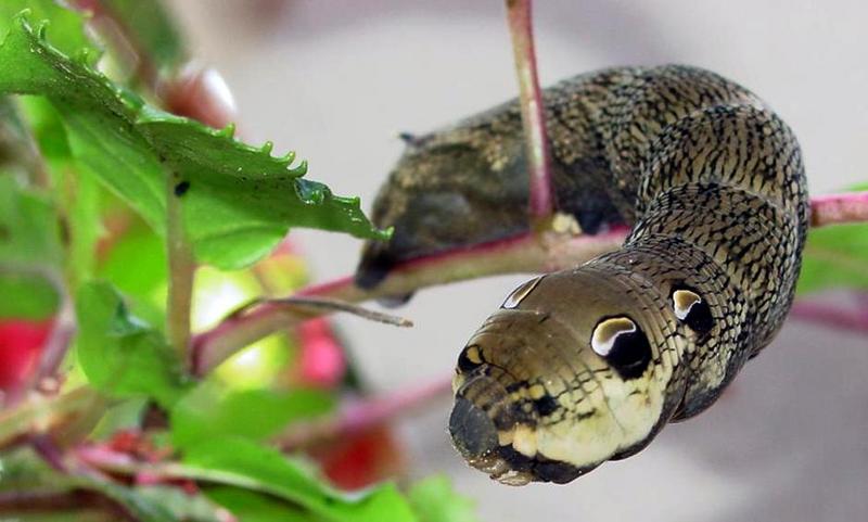 Deilephila elpenor 3-Elephant Hawk-moth (Deilephila elpenor) snake posed caterpillar.jpg