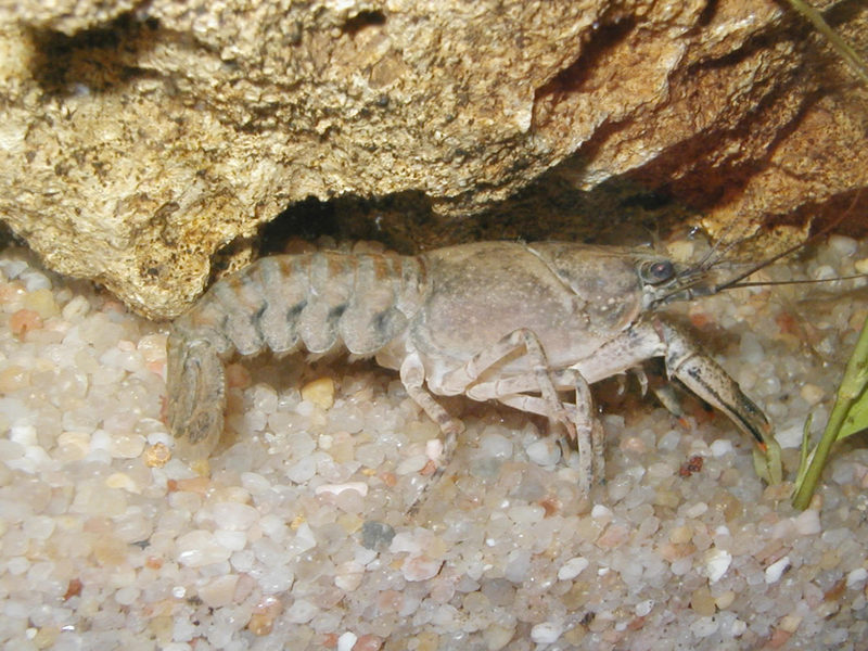Ecrevisse a pattes blanches-White-clawed (or Atlantic stream) crayfish, Austropotamobius pallipes.jpg
