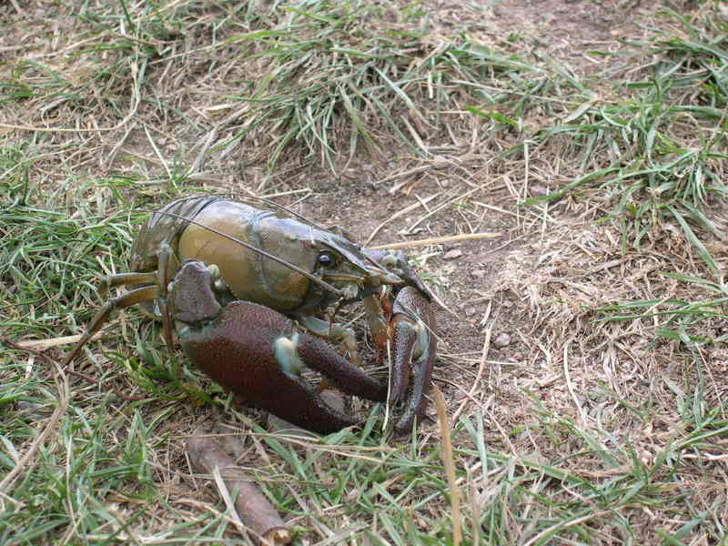 SignalCrayfish-front-signal crayfish, Pacifastacus leniusculus.jpg