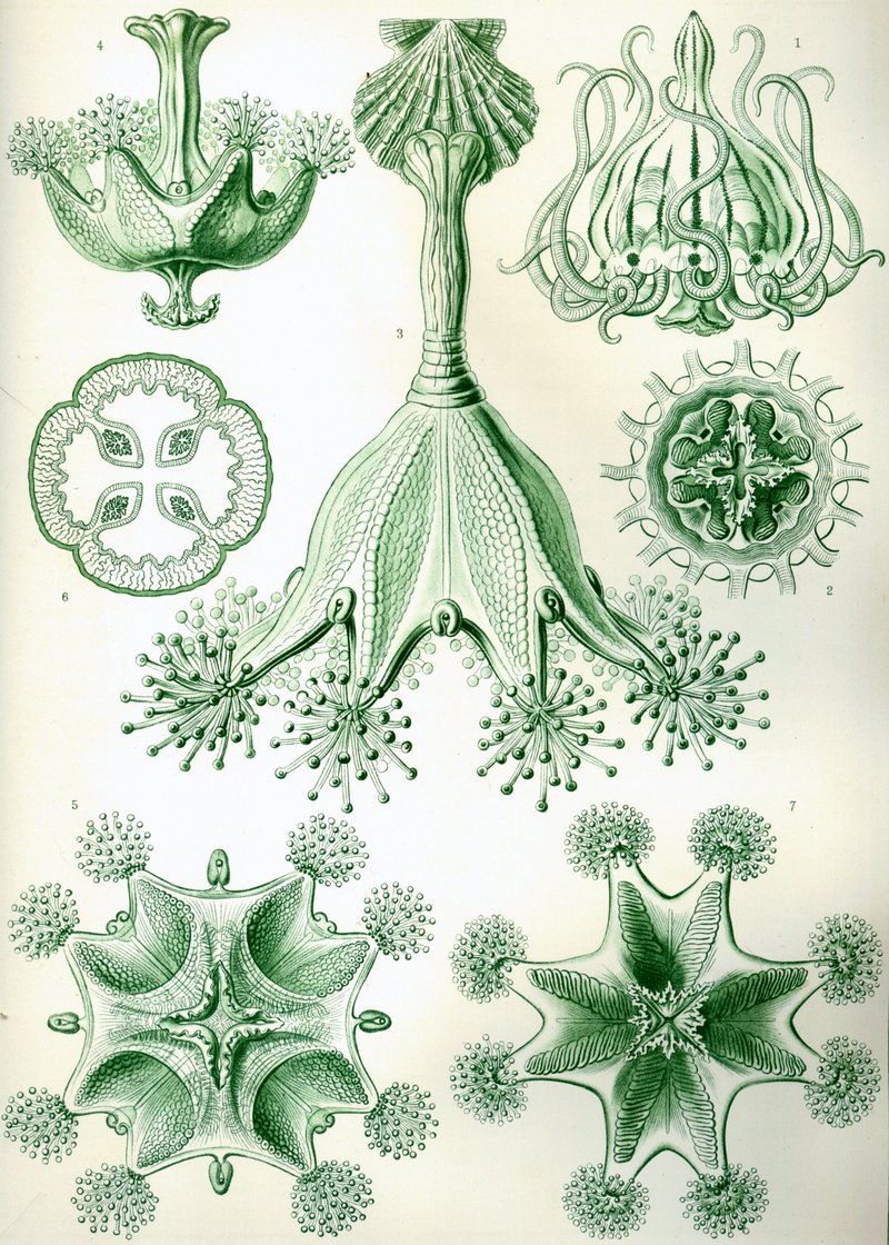 Haeckel Stauromedusae-stalked jellyfishes.jpg