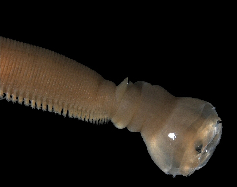 Glycera alba-beak thrower worm-bloodworm.jpg