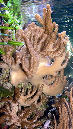 Cladiella-soft coral.jpg
