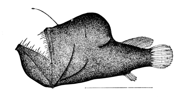 Humpback Anglerfish (Melanocetus johnsonii).jpg