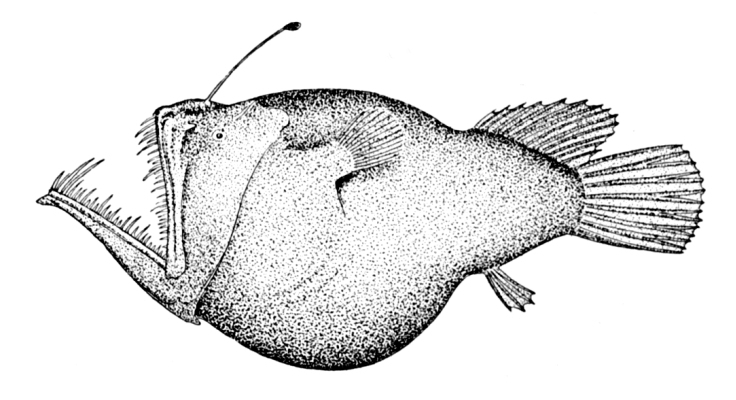 Murray\'s abyssal anglerfish, Melanocetus murrayi.jpg