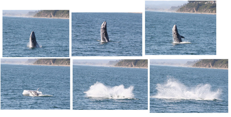 Gray-Whale-Collage-Grey Whale (Eschrichtius robustus).jpg