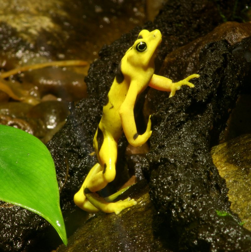 Atelopus zeteki 2 - Buffalo Zoo-Panamanian Golden Toad or frog.jpg